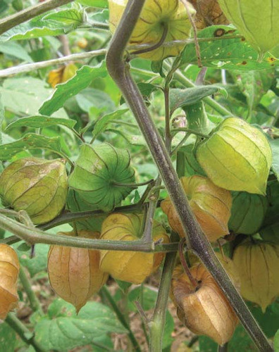 Semillas De Uchuva. Oferta Hasta Agotar Stock 0