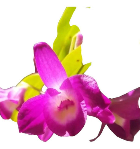 Orquídea Dendrobium Nobile Fuscia 0