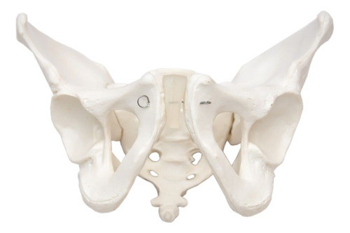 Esqueleto Pélvico Masculino. 0