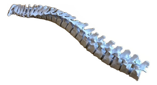 Columna Vertebral 3d Articulada. Excelente Calidad 0