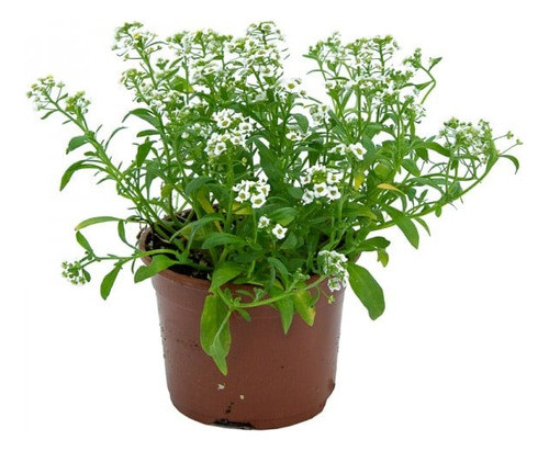 Plantines De Alyssum X Cajon De 15 Unidades Florales 0
