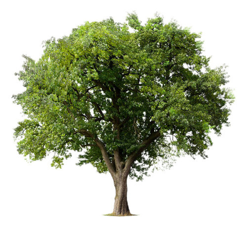 Árbol Alcanfor Envío Gratis 0