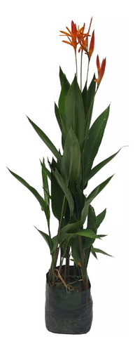 Heliconias !  Plantas Tropicales 0