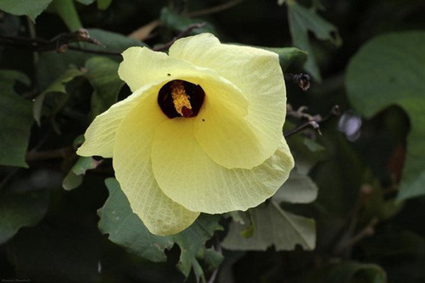 Semillas De Hibisco Arboreo - Hibiscus De La Playa Tiliaceus 0