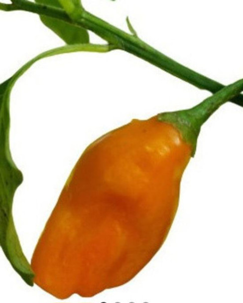 Semillas Aji Picante, Chile  Mango 0