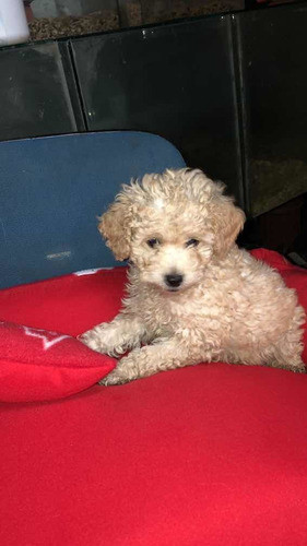 Caniche Toy Machito T 0