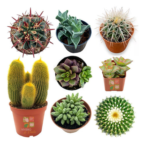 Mini Cactus Y Suculentas - Kit De 10 (exterior) 0