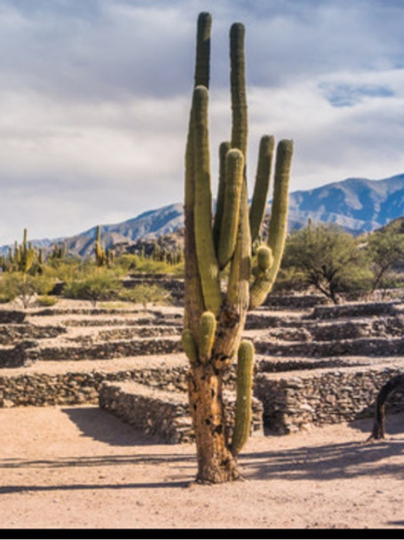 Red De Camuflaje Amansia® Oferta Esp. Diversidad Imperdible 0