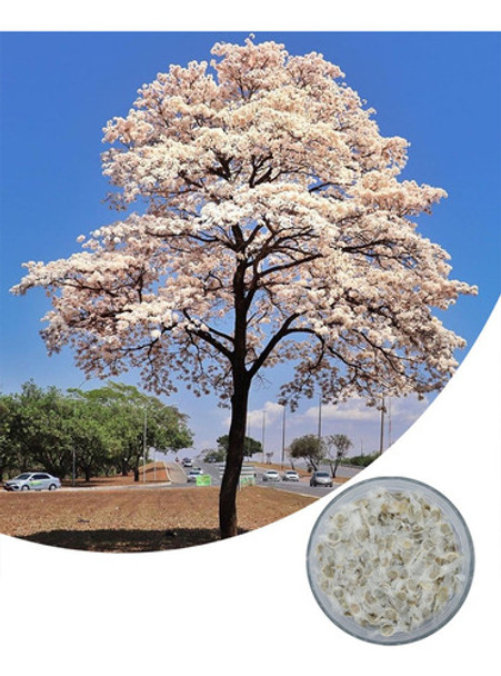 200 Sementes De Ipê Branco-tabebuia Roseoalba Para Mudas 0