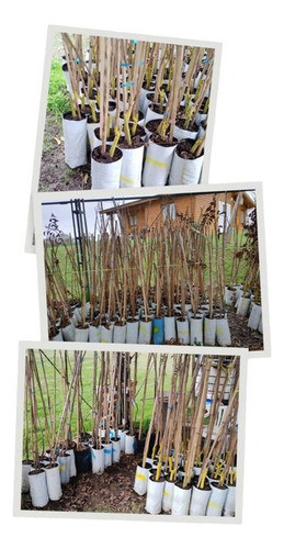 Planta De Nuez Pecan 0