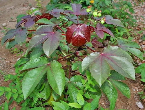 Muda De Pinhão Roxo 20 A 25 Cm. 0