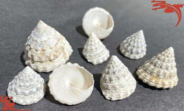 Caracol Cono, P/ Deco, Bijou, Artesania, Candy X 250 Grams 0