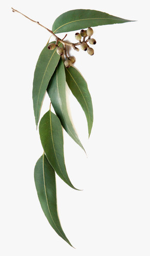 200 Sementes Eucalipto Azul Eucalyptus Globulus 0
