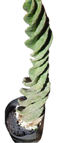 Cactus Espiralado Mac 3lt 0