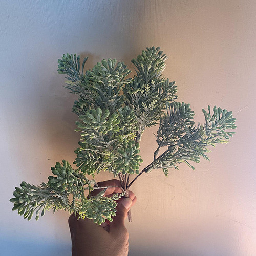 Mata Eterna Conifera Decorativa 0