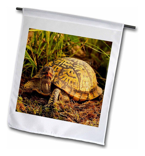 3drosa Fl_91057_1 Tortuga De Caja Oriental, Michigan-us23 Aj 0