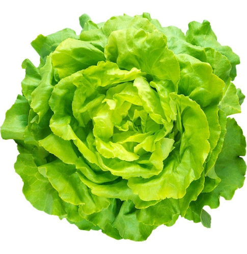 Lechuga Francesa X Kilo 0