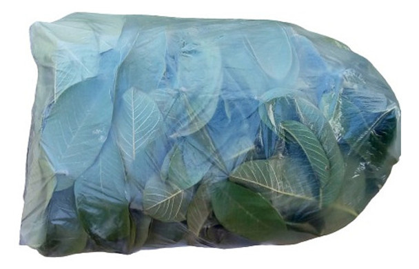 Hojas De Guayabo / Guayaba Agroecológicas Frescas Por 100g 0