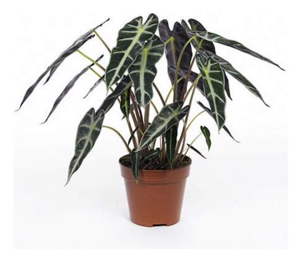Alocasia Bambina Planta 0 Alocasia Bambina Planta 0