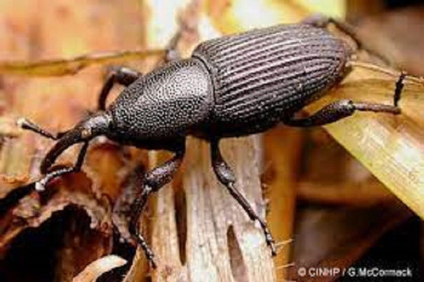 Cosmolure Molecol Moleque Da Bananeira Controle Biologico 0