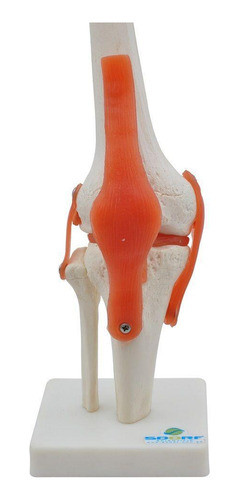 Articulação Do Joelho Esqueleto 0