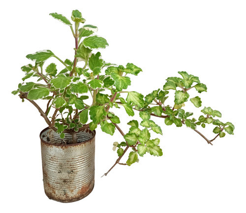 Planta De Incienso 0