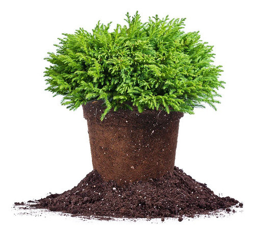 Cryptomeria Japónica Nana ( Cedro Del Japón Enano ) 0