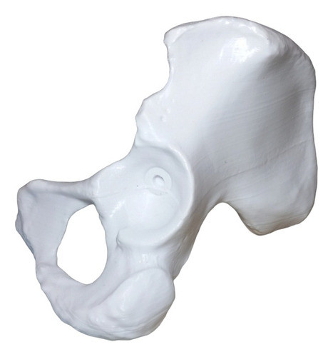 Pelvis Huesos Humanos Impresión 3d 0