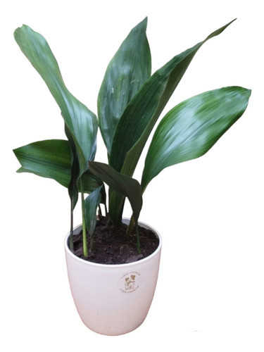Aspidistra + Maceta Premium 0