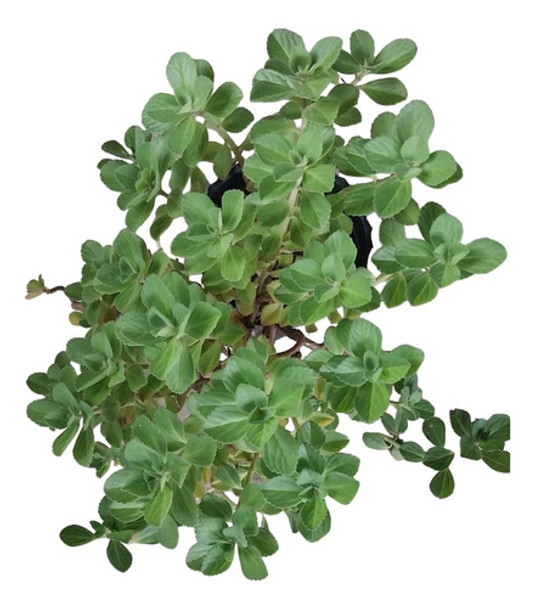 Planta Boldo Rastrero 0
