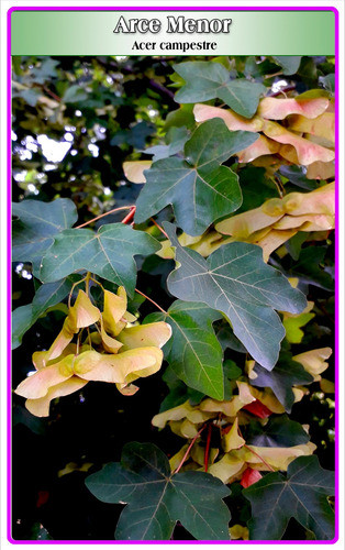 Semillas De Arce Menor (acer Campestre) 0