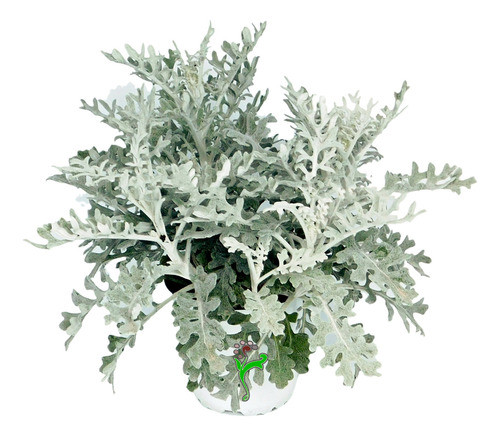 Planta Senecio - Ideal Jardines - Envíos 0