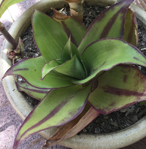 Esqueje Callisia Fragrans 0