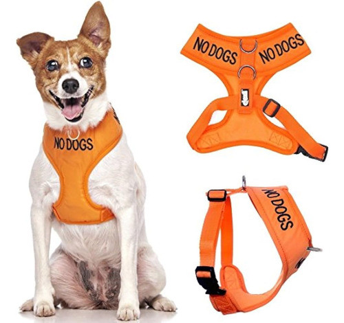 Dexil Limited No Perros No Es Bueno Con Otros Perros Naranja 0