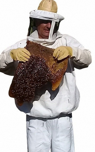 Abejas Y Avispas Presupuesto Extracción 0