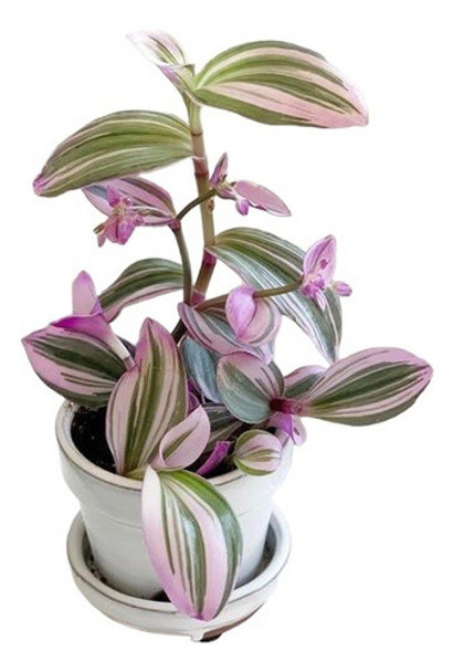 Planta Leandro Gomez - Colgante Jardines Ext Interior 0