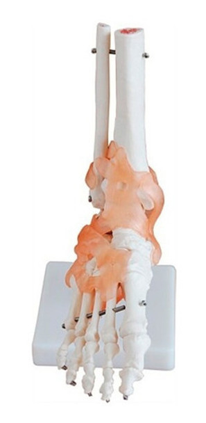 Pie Con Tobillo Con Ligamentos Incluye Soporte Para Estudio 0