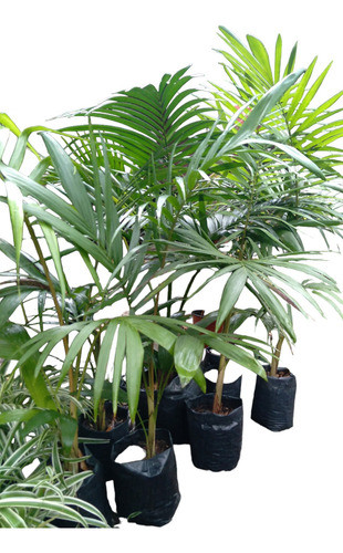Palmera Real .  Archontophoenix Cunninghamiana 0