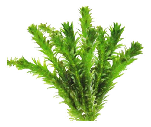 Elodeas X 10 Unidades Acuarios Envios Almagro 0