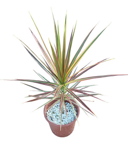 Palmera Dracena Tricolor 0
