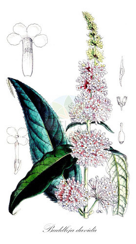 Pañil - Buddleja Magadascarensis 0