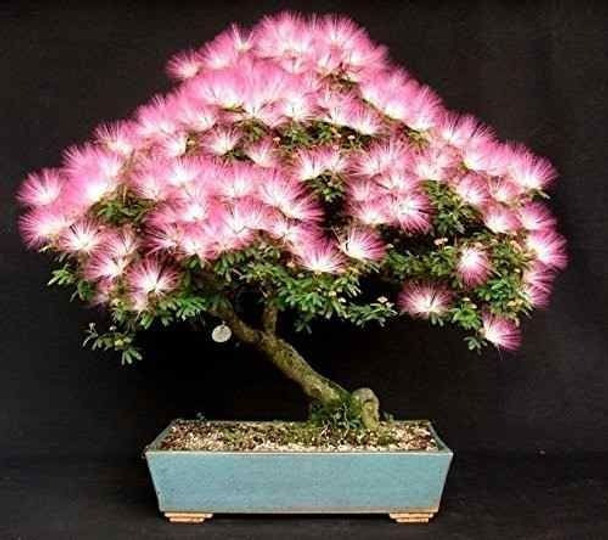 10 Semillas De Acacia De Constantinopla Bonsái O Árbol 0 10 Semillas De Acacia De Constantinopla Bonsái O Árbol 0