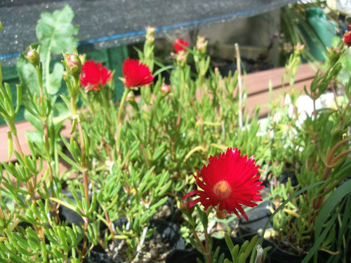 Planta Rayito De Sol Rayo De Sol 0