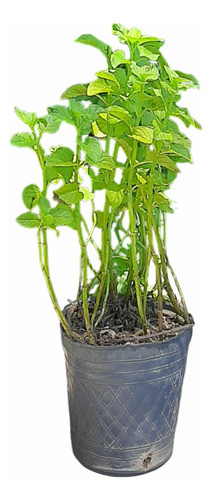 Planta Menta De Agua Moron Raices Arcoiris 0