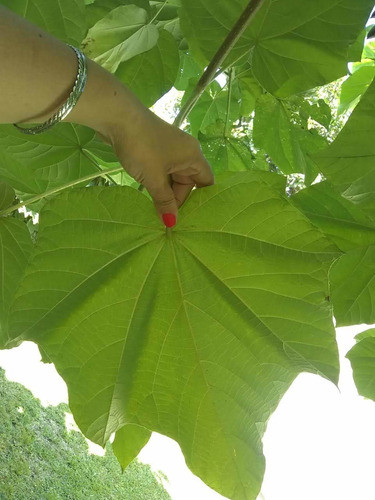 Kiris Adrogué: Plantín Ready 0