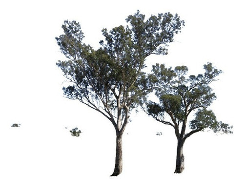 Árbol De Eucaliptus. Vivero Sol 0