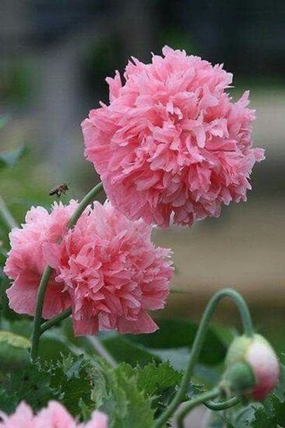 50 Semillas De Amapolas Dobles Mix Colores!!!!!! 0 50 Semillas De Amapolas Dobles Mix Colores!!!!!! 0