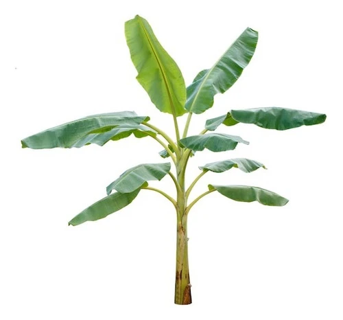 Banano Vivero Sol 0