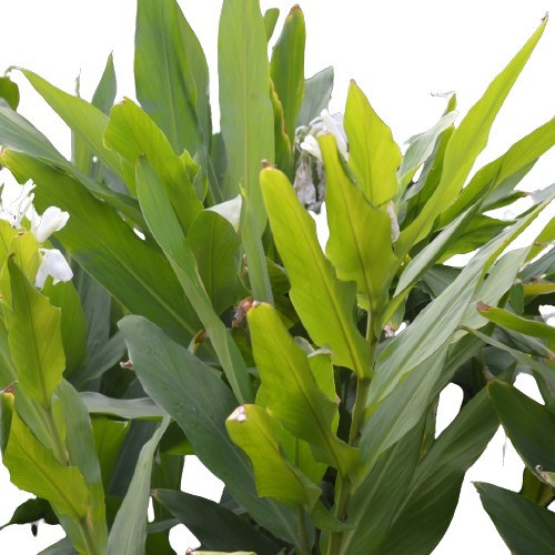 Plantas De Cardamomo 0