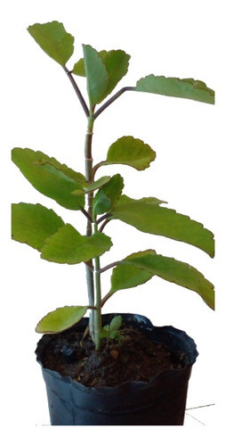 Planta Kalanchoe Pinnata 0